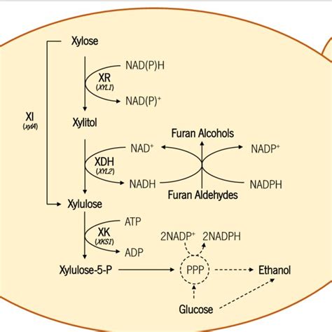 Schematic Representation Of Different Xylose Consuming Pathways Download Scientific Diagram