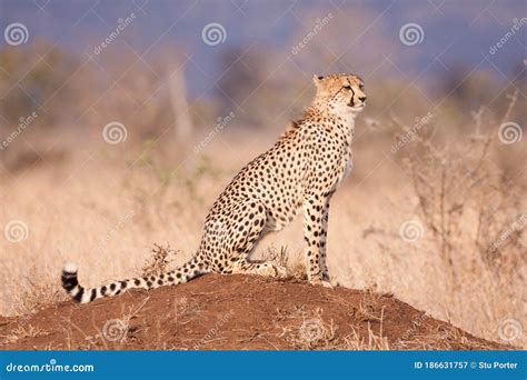 One Adult Cheetah Sitting On Termite Mound Full Body Portrait In Dry