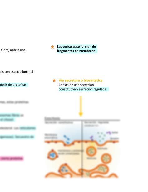 Solution Biolog A Celular Sistema De Membranas Citoplasm Ticas Studypool