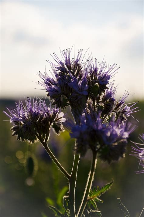 Grain Fleur Floraison Photo Gratuite Sur Pixabay Pixabay