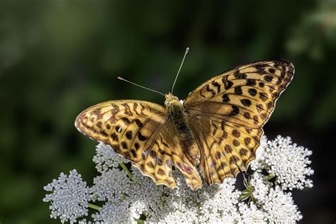 Butterfly Flower Pollination Free Photo On Pixabay