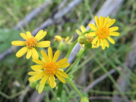 Packera Glabella Butterweed The Belmont Rooster