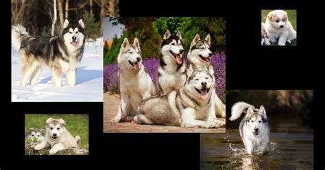 Alaskan Malamute Dog Breed Price Health And Care Get All The