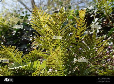 A Closeup Shot Of A Green Fern Plant With Rows Of Black Seed Spots