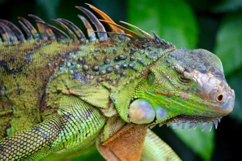 Darmowe Zdj Cia Natura Dzikiej Przyrody D Ungla Gad Iguana Fauna