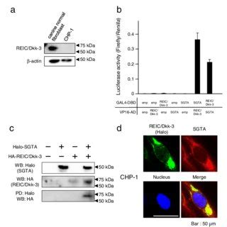 Interaction Between Canine Sgta And Reic Dkk A Western Blot Analysis