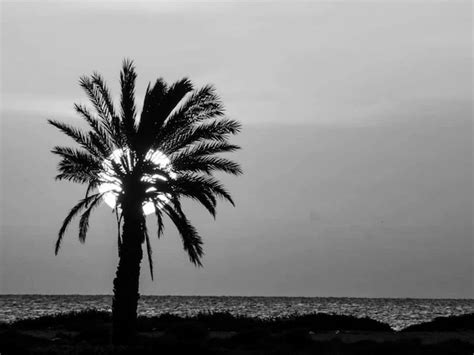 Premium Photo Silhouette Palm Tree By Sea Against Sky