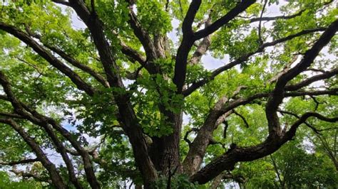 White Oak Tree A Complete Guide To What You Need To Know Growit Buildit