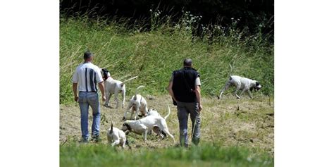 Loire Une Association De Protection Des Animaux Veut Perturber Un