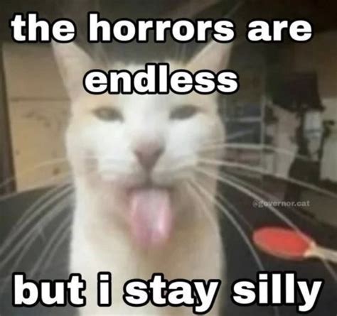 Pinterest Cat Memes Silly Cats Silly Cats Pictures