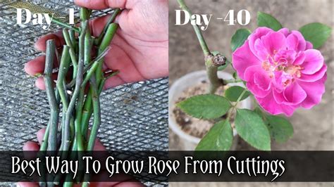 How To Plant Rose Bush Cuttings Back Gardener