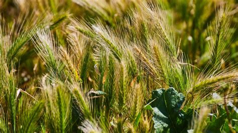 Trigo você já sabe tudo sobre essa planta Estúdio Web Agro