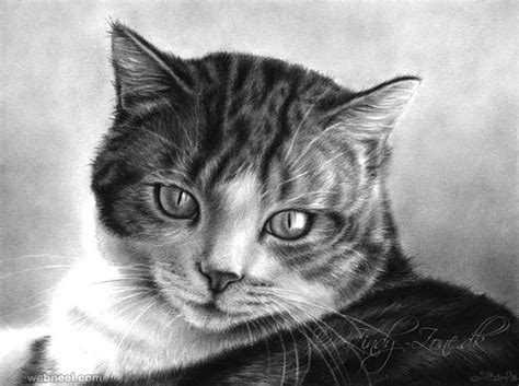 Cat Drawings 5 - Full Image