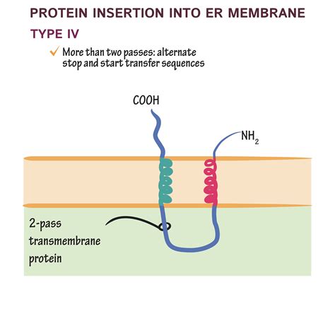 Cell Biology Glossary Protein Insertion Into The Endoplasmic Reticulum