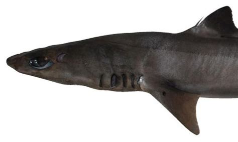 Squalus hima New Species of Dogfish Shark