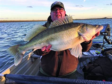 Almost A British Record Zander Finally Revealed By Captor