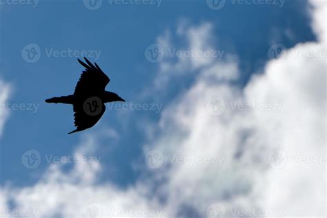 raven black silhouette while flying 20439012 Stock Photo at Vecteezy