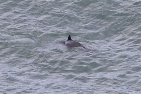 Harbour Porpoise Rspb Bempton Cliffs Michael Atkinson Flickr