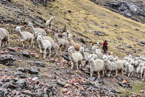 Eine Native Quechua Dame Wohnt Ihren Satz Alpakas In Den Anden In