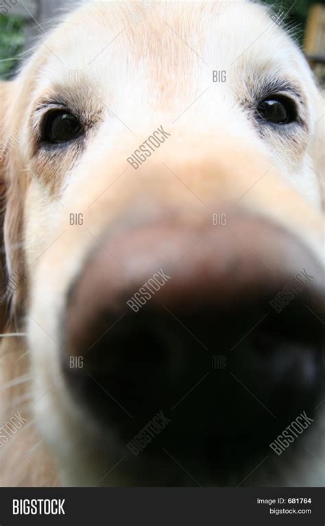 Close- Dog Face Image & Photo | Bigstock