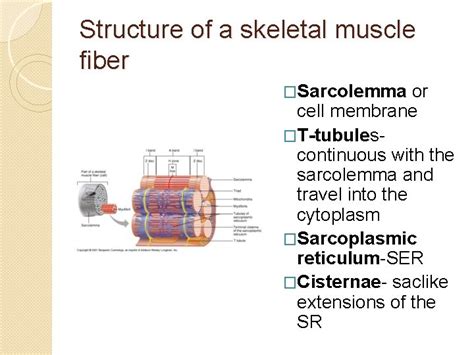 Exercise 10 Muscle histology Muscle Types Skeletal attached