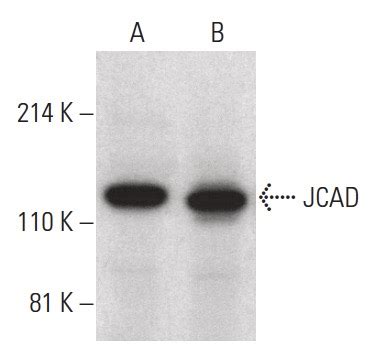 Jcad Antibody F Scbt Santa Cruz Biotechnology