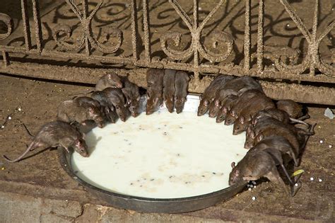 India Temple Rats Drinking Milk