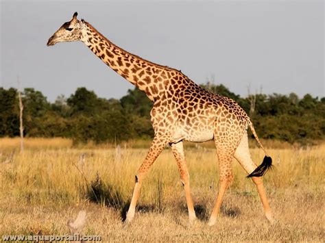 Giraffa Camelopardalis Girafe