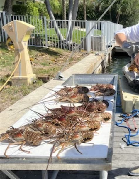 South Florida Lobster Mini Season July 26th 27th 2023