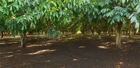 Walnut Industry California Walnuts