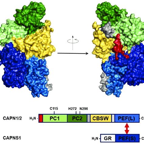 Structure Of Calpain 2 And Domain Diagram For CAPN1 2 And CAPNS1 A A