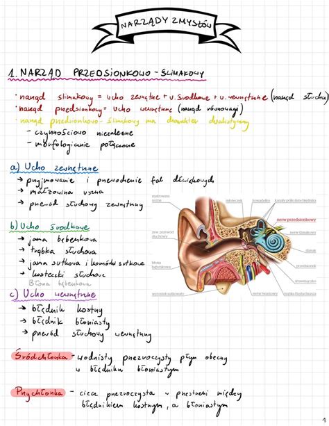 Notatki Z Anatomii Stron Pdf Piotrk W Trybunalski Olx Pl