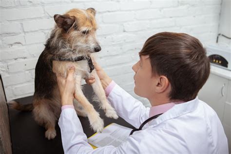 Cuanto Tarda En Hacer Efecto La Glucosamina En Perros