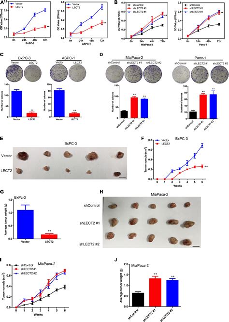 Frontiers Lect Antagonizes Foxm Signaling Via Inhibiting Met To