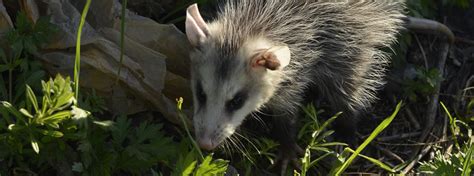 Fort Myers Opossum Control Removal Trapping Of Opossum