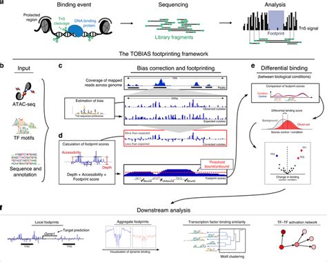 The Tobias Digital Genomic Footprinting Framework A The Concept Of