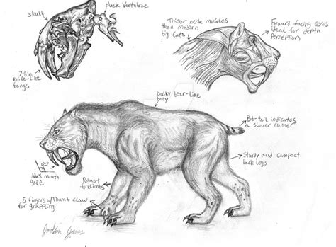 Smilodon Populator Study By Art 26 On Deviantart