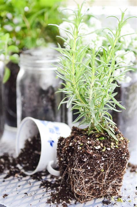 10 Minute Mason Jar Herb Garden Stonegable