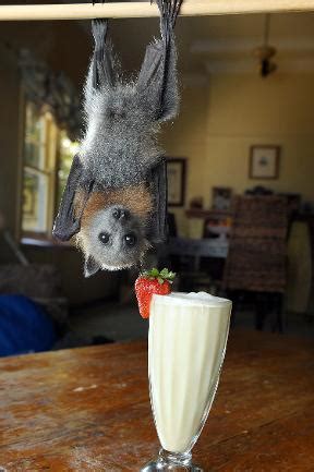 Here's Some Photos of a Fruit Bat Enjoying a Tasty Smoothie! | Featured ...