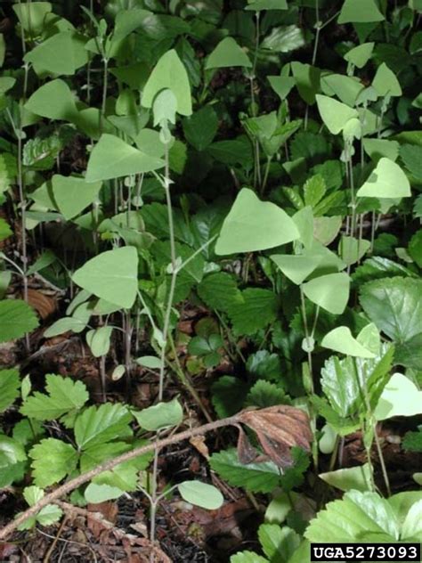 Mile A Minute Connecticut Invasive Plant Working Group