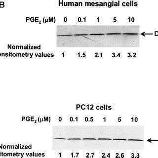 COX 2 Overexpression Suppressed Activation Of Caspase 3 After NGF