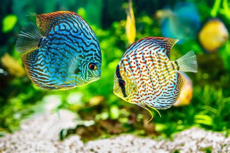 Care Guide for Discus Fish – The King of the Freshwater Aquarium ...