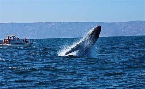 Vota Por Per Como Mejor Destino De Avistamiento De Ballenas En Los