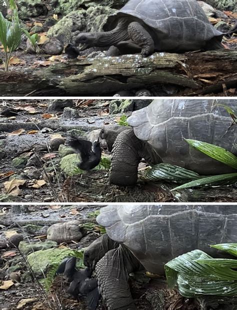 Scientists spot a giant tortoise behaving in a strange, wild way | Mashable