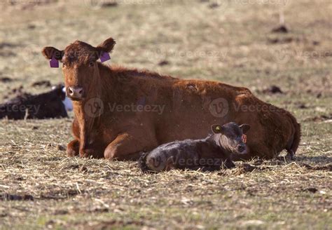 Cattle Calving Season 5189228 Stock Photo at Vecteezy