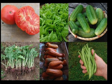 Heirloom Vegetable Garden Starter Collection