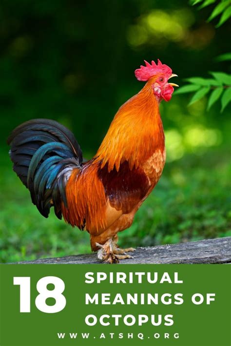 Rooster Symbolism: 18 Spiritual Meanings Of Rooster