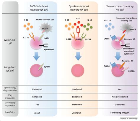 Natural Killer Cell Cells At Work