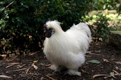 Silkie Chicken Breed: Unraveling the Enigma - Grow Chicken