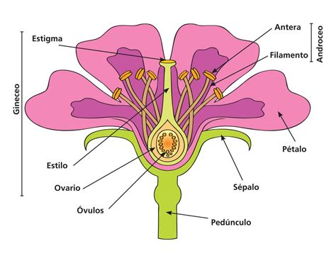 El Rgano Masculino De La Flor Todo Lo Que Necesitas Saber